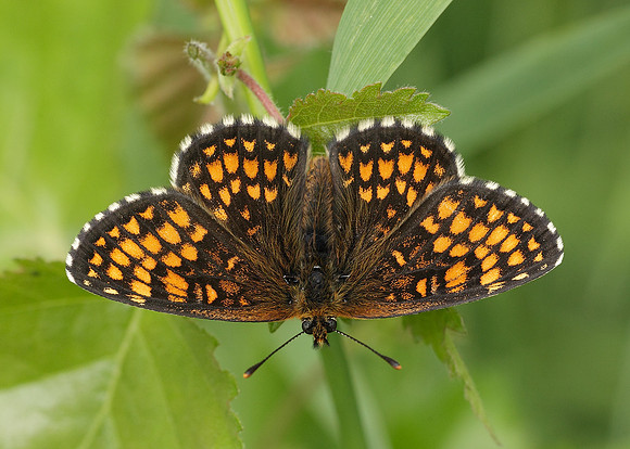 Heath Fritillary Melitaea athalia