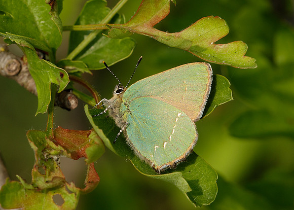 Green Hairstreak Callophrys rubi