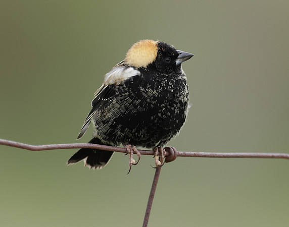Bobolink Dolichonyx oryzivorus