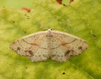 70.036 BF1680 Maiden's Blush Cyclophora punctaria