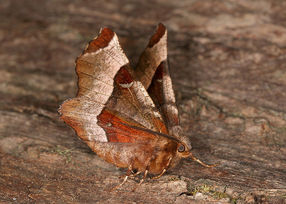 70.239 BF1919 Purple Thorn Selenia tetralunaria