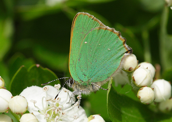 Green Hairstreak Callophrys rubi