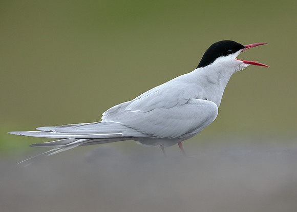 Arctic Tern Sterna paradisaea