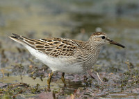 Pectoral Sandpiper Calidris melanotos