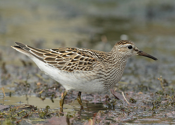 Pectoral Sandpiper Calidris melanotos