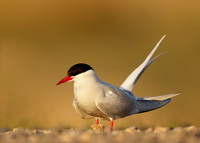 Arctic Tern Sterna paradisaea