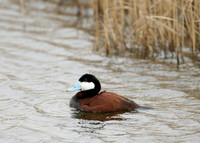 Ruddy Duck Oxyura jamaicensis