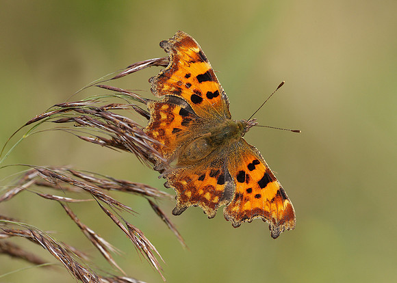 Comma Polygonia c-album