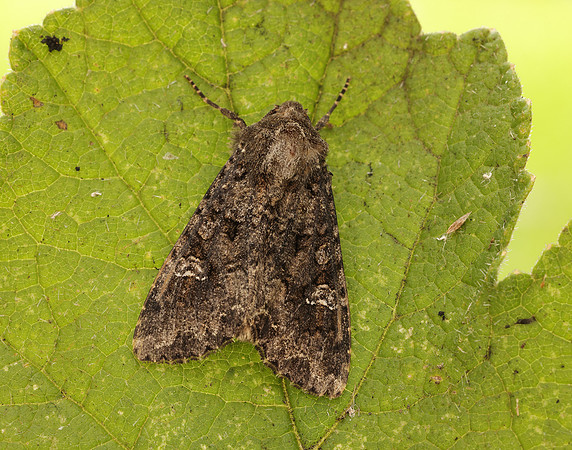 73.274 BF2154 Cabbage Moth Mamestra brassicae