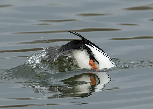Goldeneye Bucephala clangula