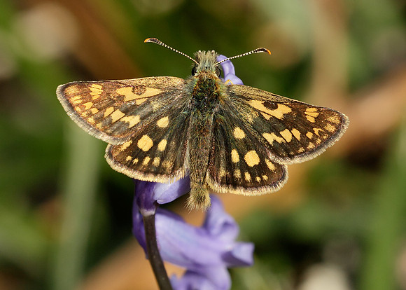 Chequered Skipper Carterocephalus palaemon