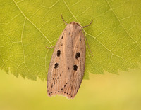 73.100 BF2391 Silky Wainscot Chilodes maritima