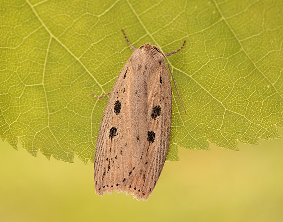 73.100 BF2391 Silky Wainscot Chilodes maritima