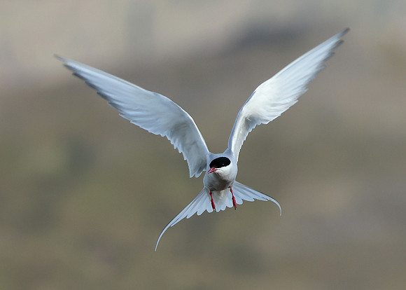 Arctic Tern Sterna paradisaea