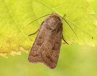 73.097 BF2382 Rustic Hoplodrina blanda