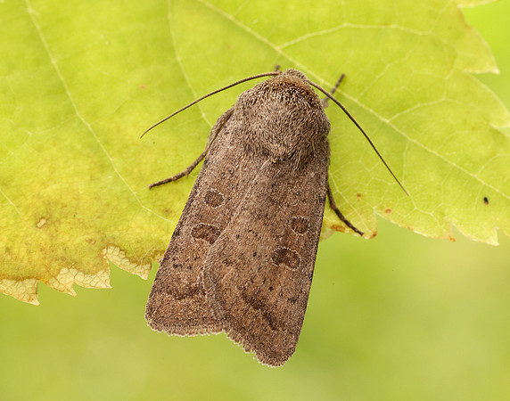 73.097 BF2382 Rustic Hoplodrina blanda