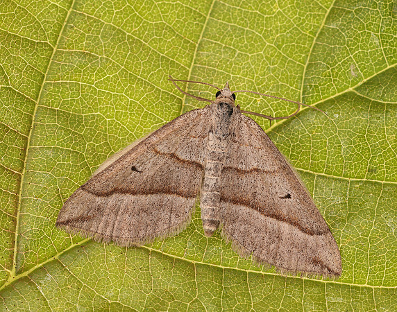 0.040 BF1733 Lead Belle Scotopteryx mucronata