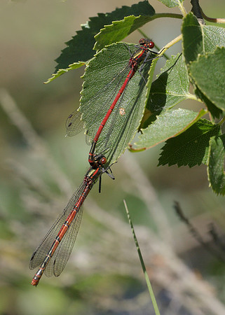 Large Red Damselfly Pyrrhosoma nymphula