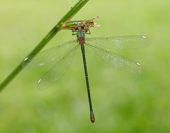 Willow Emerald Chalcolestes viridis