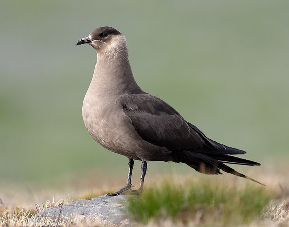 Arctic Skua Stercorarius parasiticus