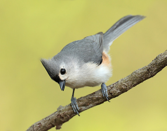 Tufted Titmouse Baeolophus bicolor