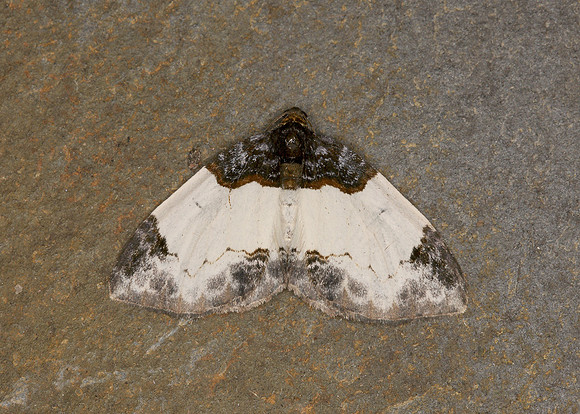 70.068 BF1748 Beautiful Carpet Mesoleaca albicillata