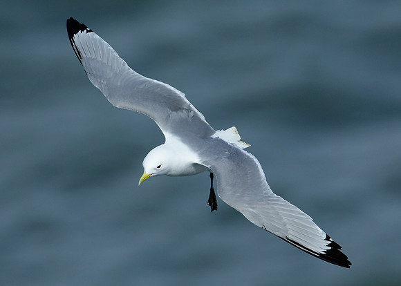 Kittiwake Rissa tridactyla