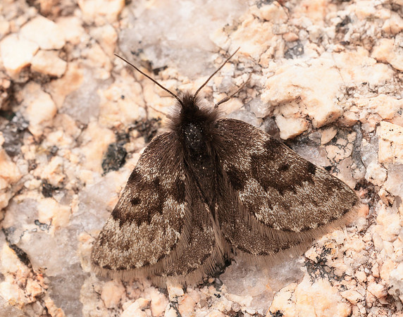 70.289 BF1965 Black Mountain Moth Glacies coracina