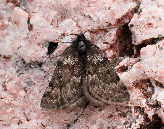 70.289 BF1965 Black Mountain Moth Glacies coracina