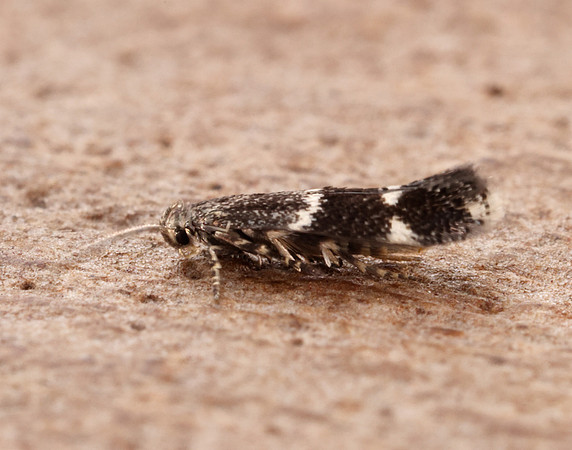 38.047 BF631 Elachista freyerella