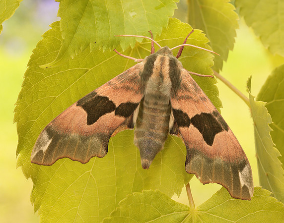 69.001 BF1979 Lime Hawk-moth Mimas tiliae