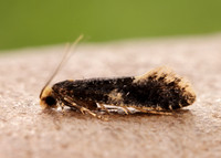12.037 BF228 Monopis weaverella