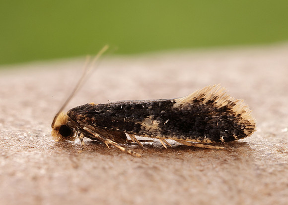 12.037 BF228 Monopis weaverella