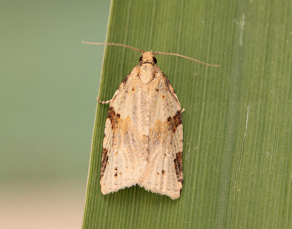 49.037 BF993 Cyclamen Tortrix Clepsis spectrana