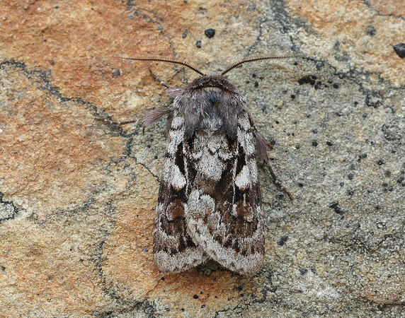 73.363 BF2125 Northern Dart Xestia alpicola