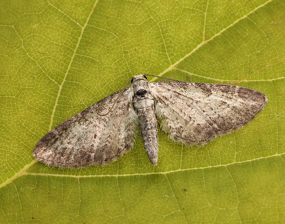 70.189 BF1840 Shaded Pug Eupithecia subumbrata