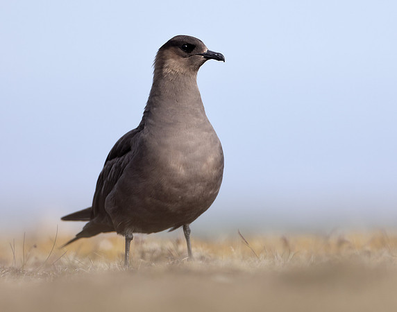 Arctic Skua Stercorarius parasiticus