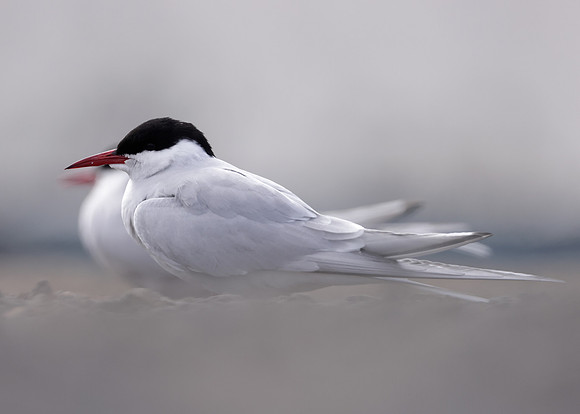 Arctic Tern Sterna paradisaea