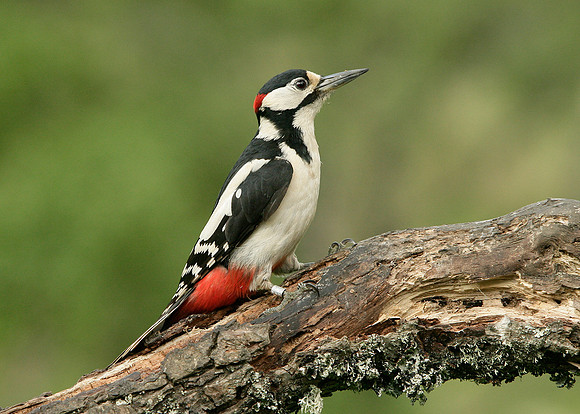 Great Spotted Woodpecker Dendrocopus major