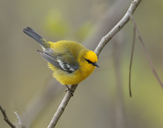 Blue-winged Warbler Vermivora cyanoptera