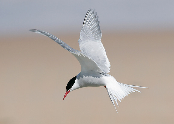 Arctic Tern Sterna paradisaea