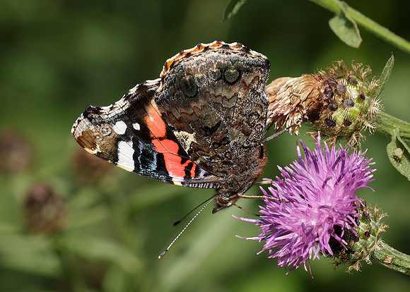 Red Admiral Vanessa atalanta