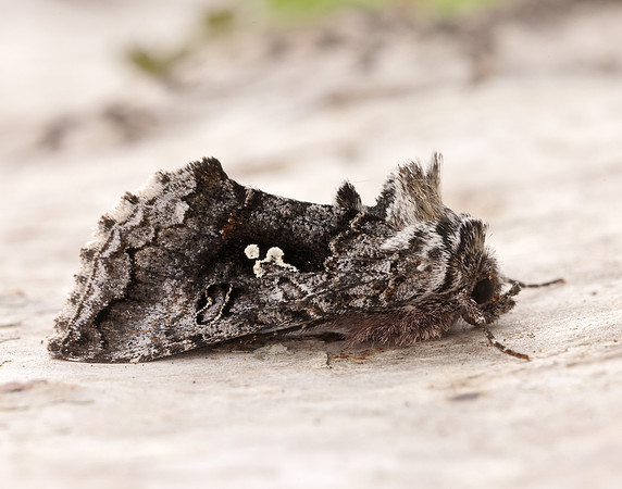 73.021 BF2447 Scarce Silver Y Syngrapha interrogationis