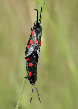 54.009 BF0171 Narrow-bordered Five-spot Burnet Zygaena lonicerae