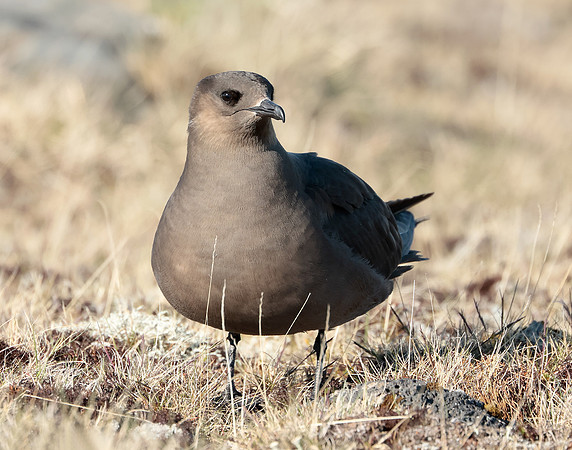 Arctic Skua Stercorarius parasiticus