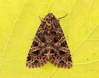 73.276 BF2166 Campion Sideridis rivularis