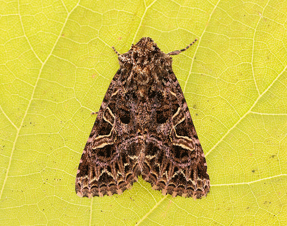 73.276 BF2166 Campion Sideridis rivularis