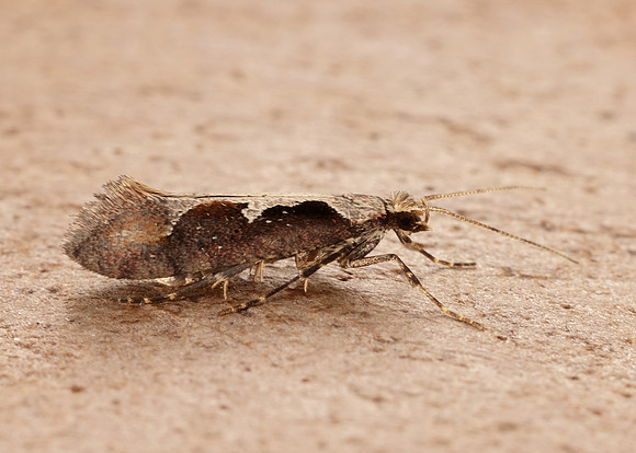 18.006 BF468 Rhigognostis incarnatella
