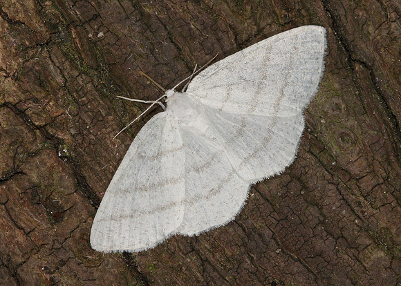 70.277 BF1955 Common White Wave Cabera pusaria