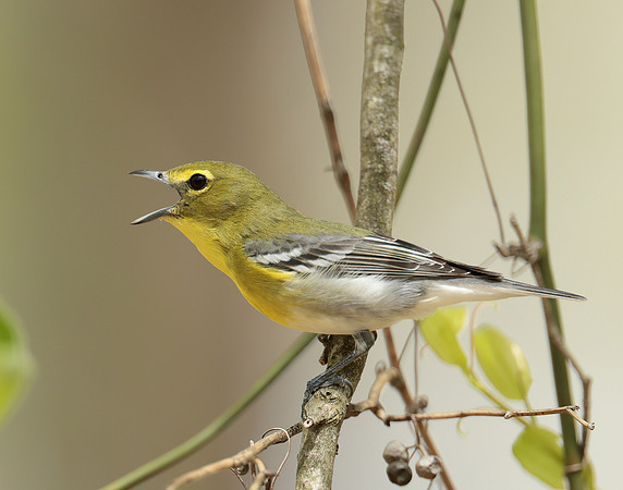Yellow-throated Vireo Vireo flavifrons